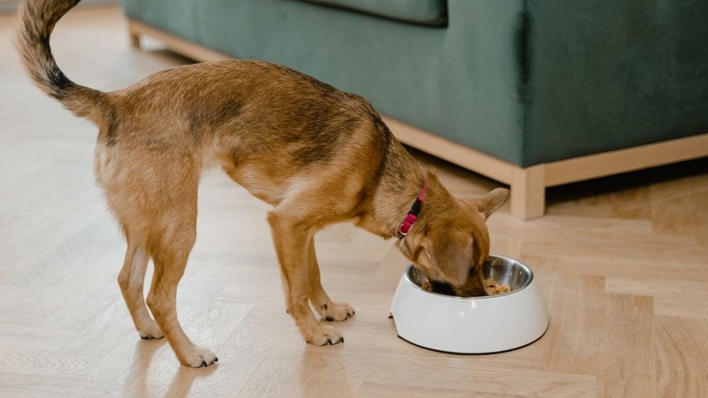 Dog eating kibble indoors during winter