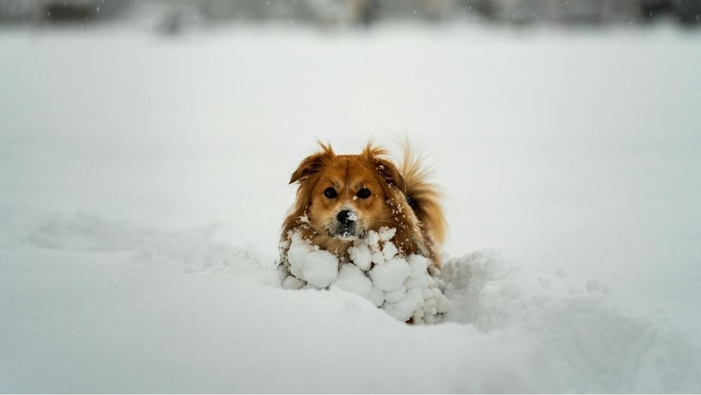 Dog playing in the snow during winter