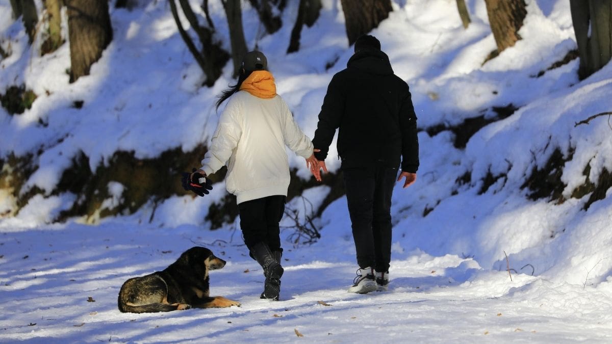 Dog walking outdoors during winter in Sioux Falls
